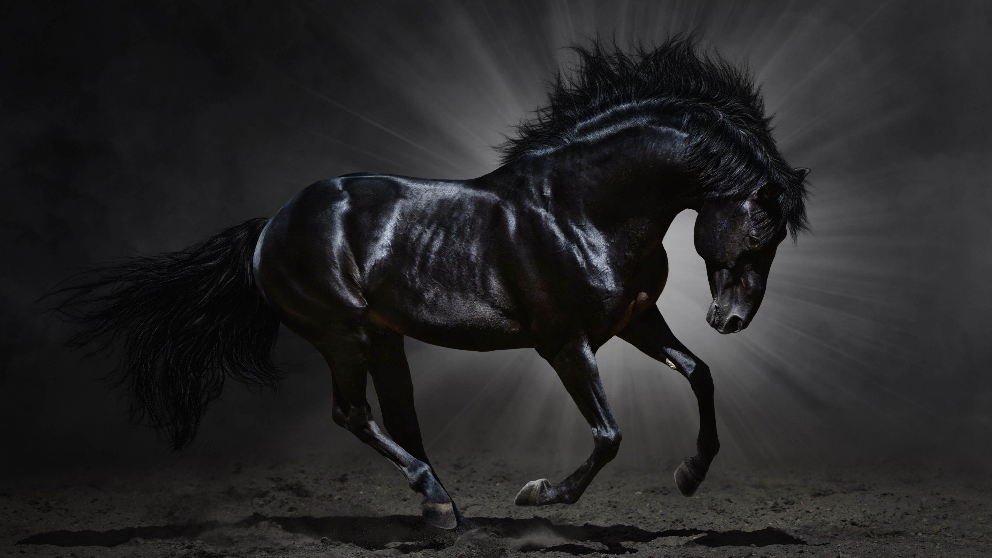 Black Horse Desktop Wallpaper Dark HD