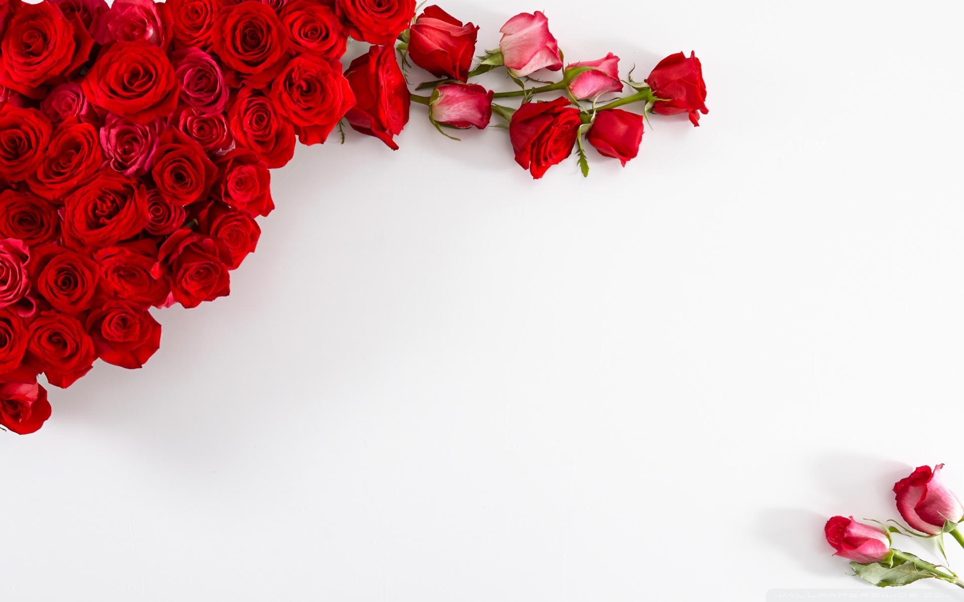 Red Rose Flowers Card And Frame Wallpaper Beautiful HD