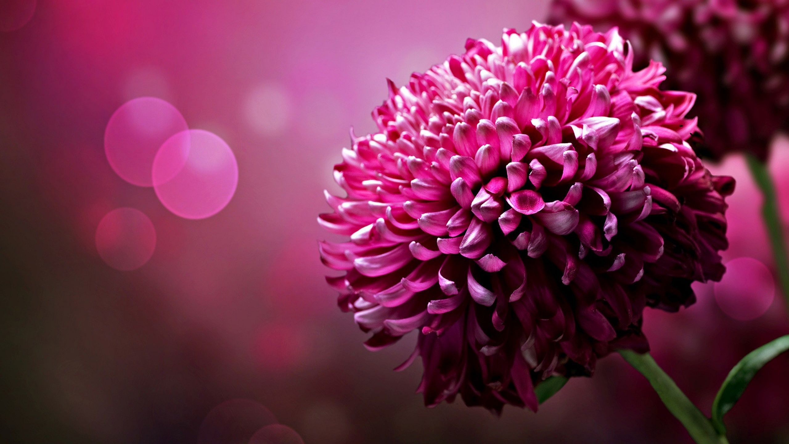Flower Wallpaper Pink High Quality Resolution Natures