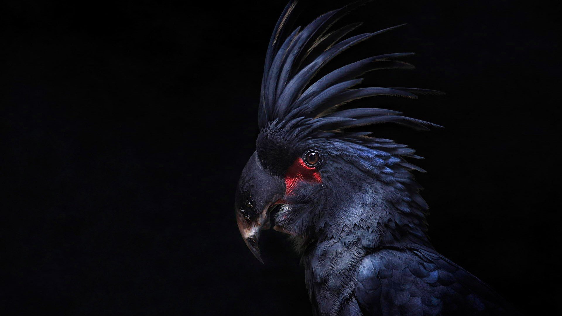 Palm Cockatoo HD Wallpaper Background Image Id