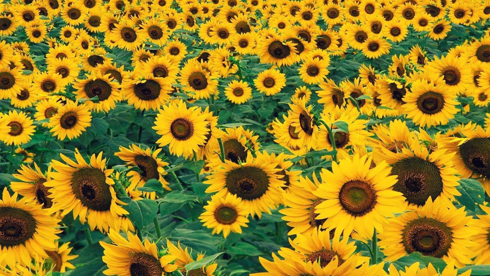 Sunflower Wallpaper Pixel Nature HD