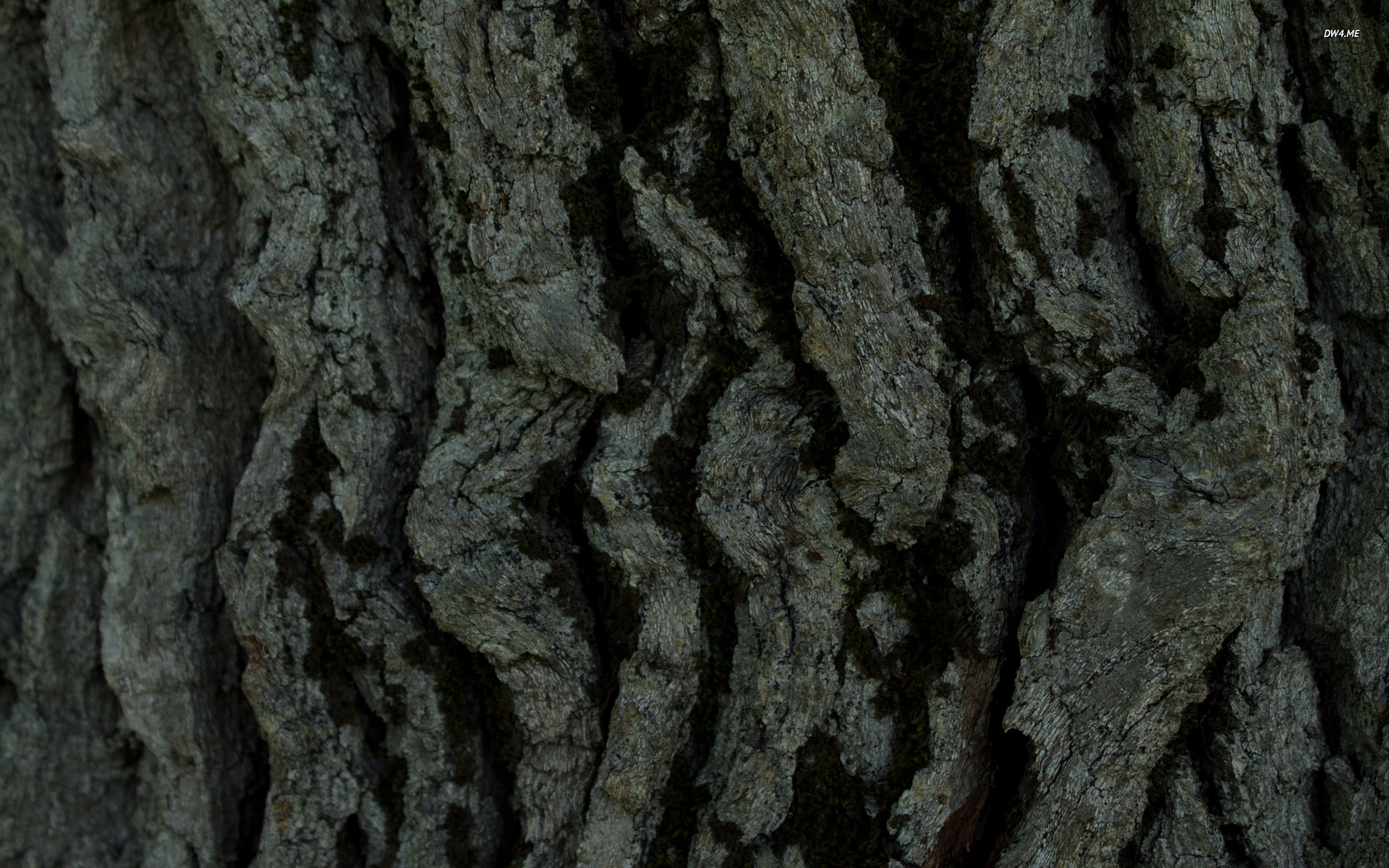 Tree Bark Wallpaper Photography