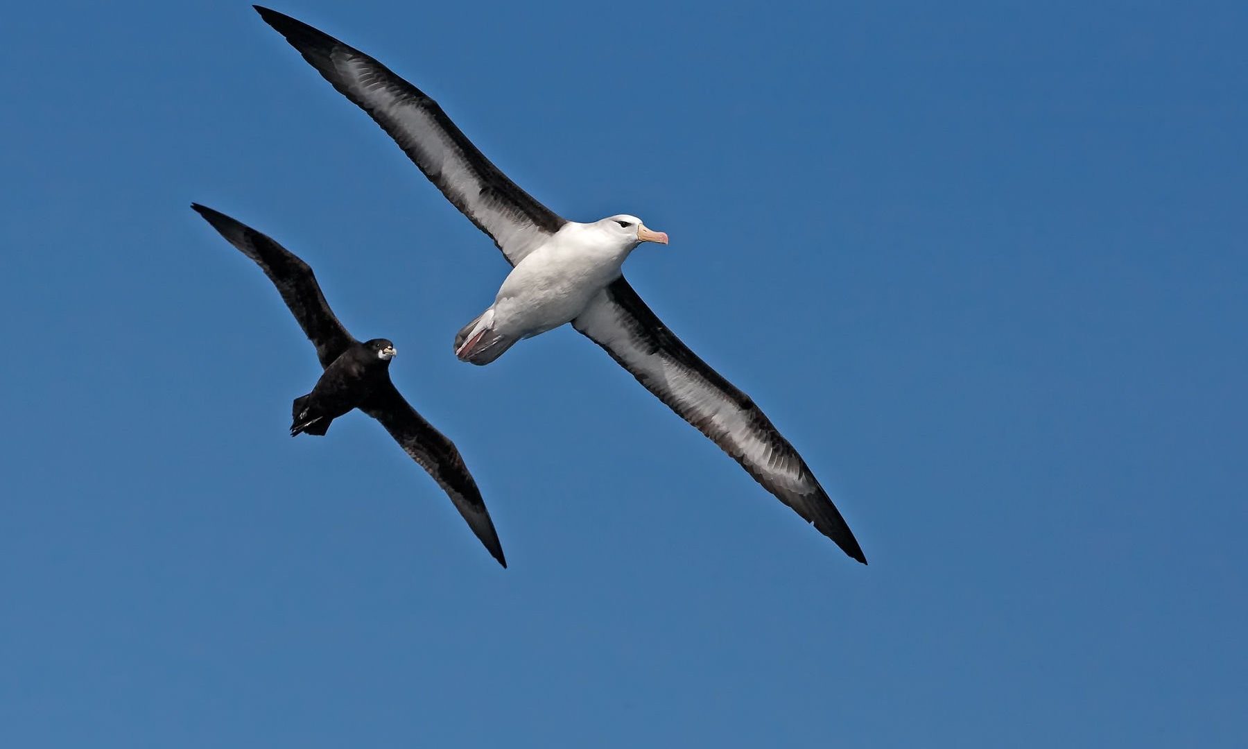 Albatross Tag Wallpaper Bird Seabird Birds