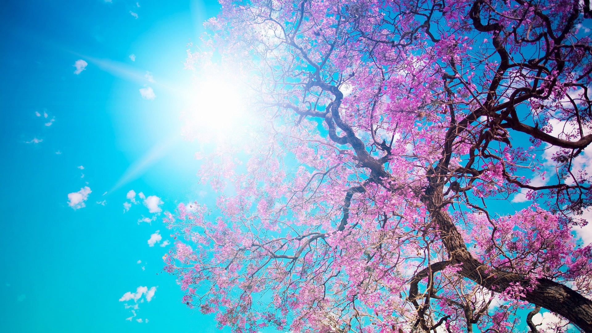Spring Wallpapers Best Wallpapers 1920x1080
