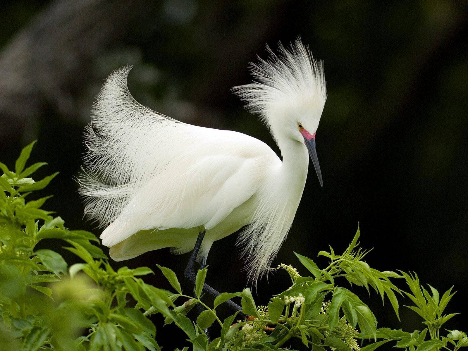 HD Birds Wallpaper