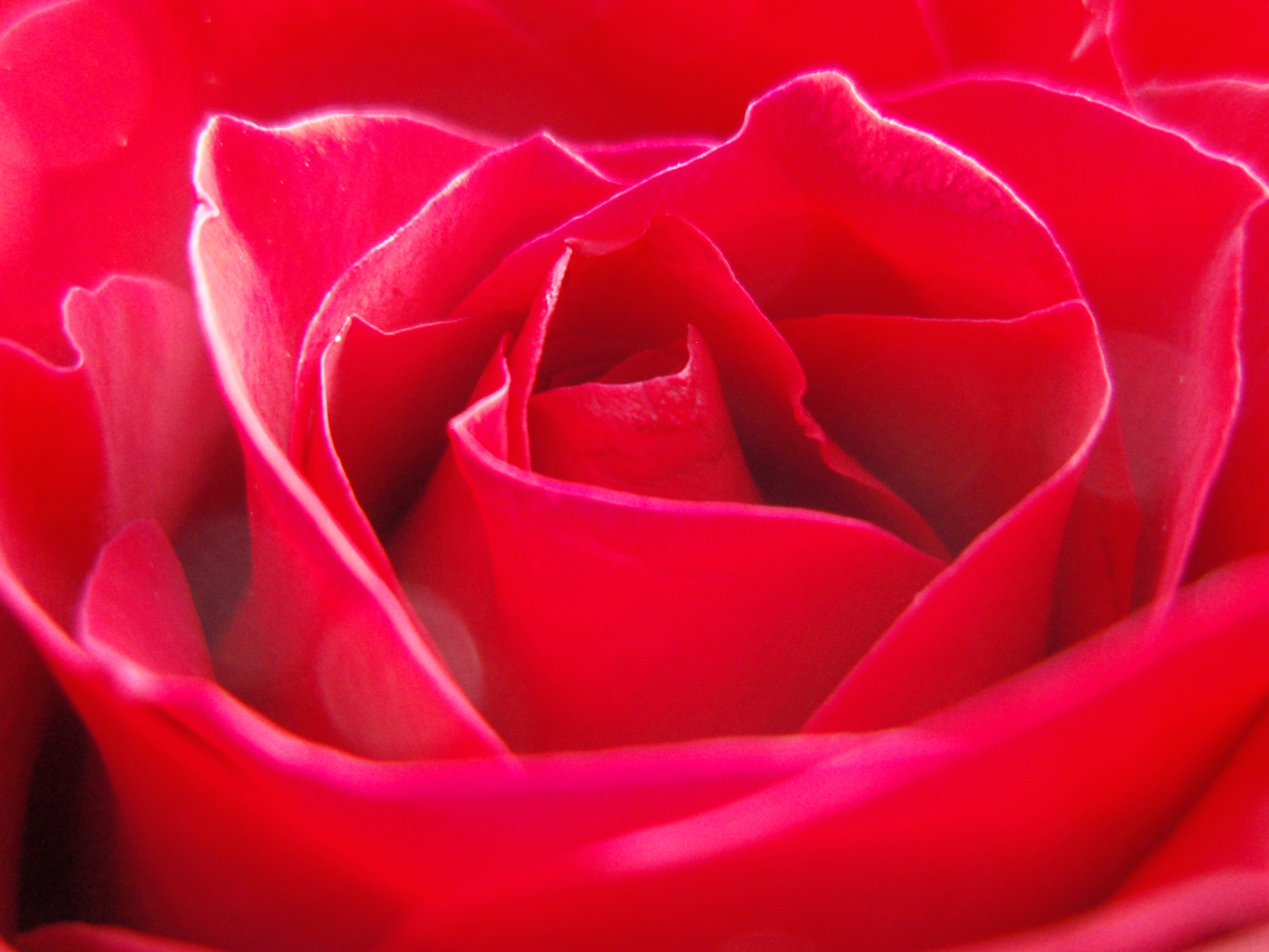 🔥 Free download rose frame red Free backgrounds and textures