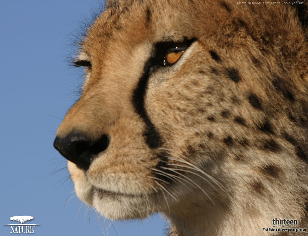 Animal Desktop Wallpapers Cheetah Wallpapers