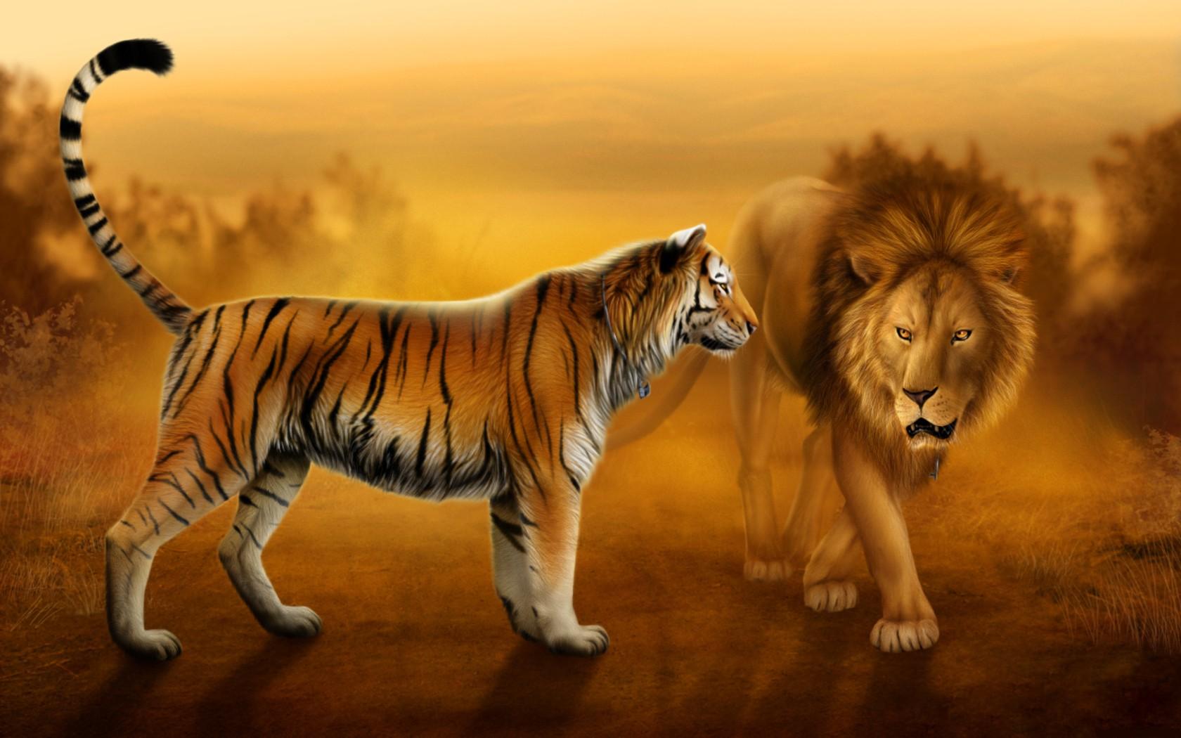 Lion And Tiger Wallpaper Cool HD
