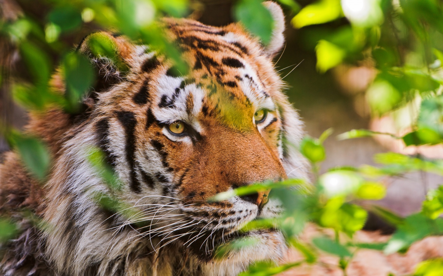 Royal Bengal Tiger Tigre Del Bengala Bella File Vettoriale