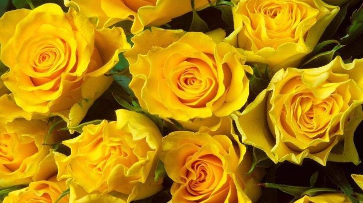 Flowers Wallpaper Yellow Roses Hq