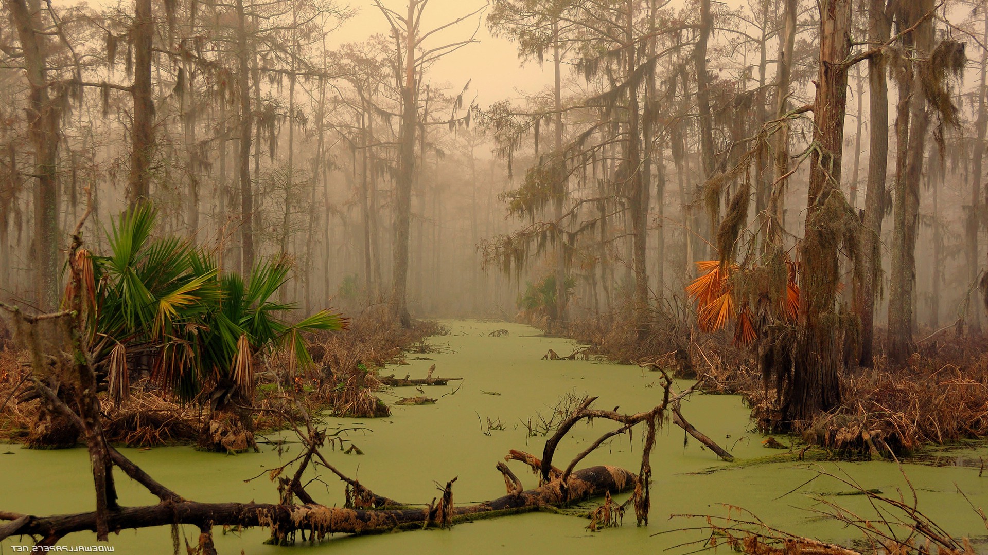 HD Wallpaper Of Swamp Landscape Trees Water