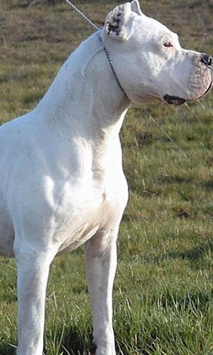 Dogo Argentino Wallpaper App For Android