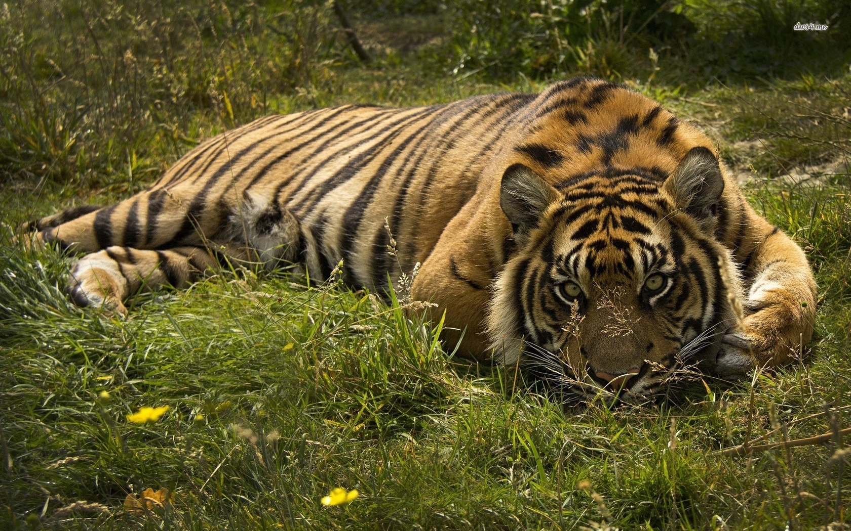 Tiger Wallpaper Animal