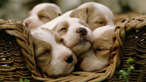Cute Puppies High Quality Wallpaper Image 1080p HD Pictures