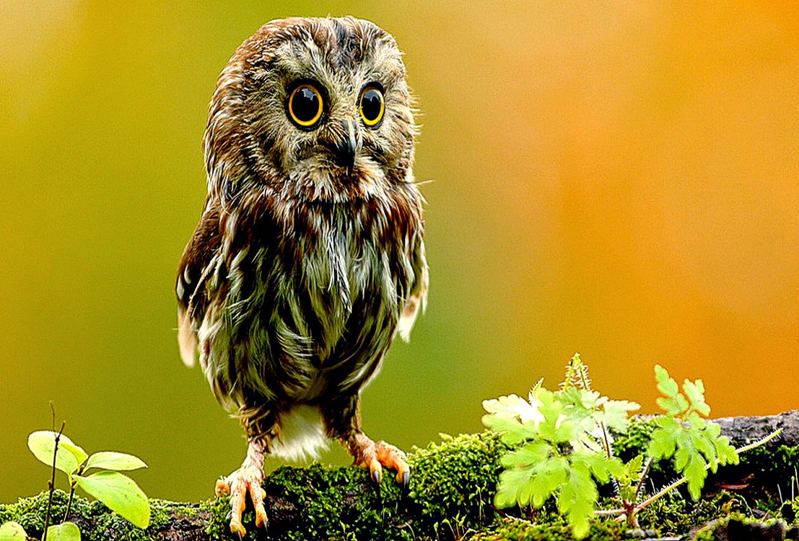 Owl Wallpaper And Background W8themes Windows Themesnews