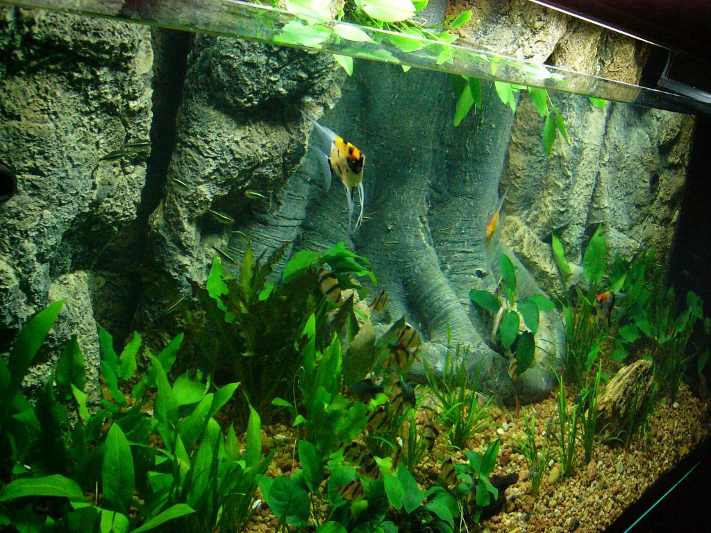 Aquarium Background 3d Wallpaper Image Num 41