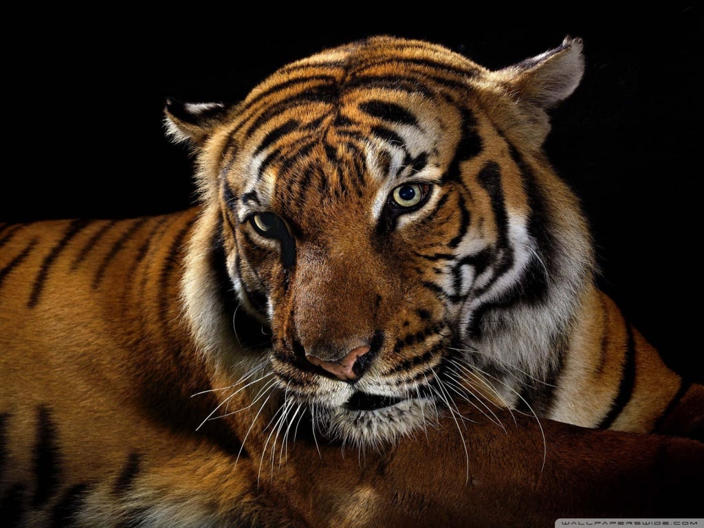 Beautiful Tiger Wallpaper Download Wallpapers 1024x768