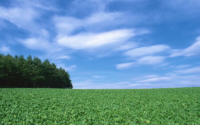 Sky And Green Field Peaceful Farm Landscape Wallpaper Wallcoo