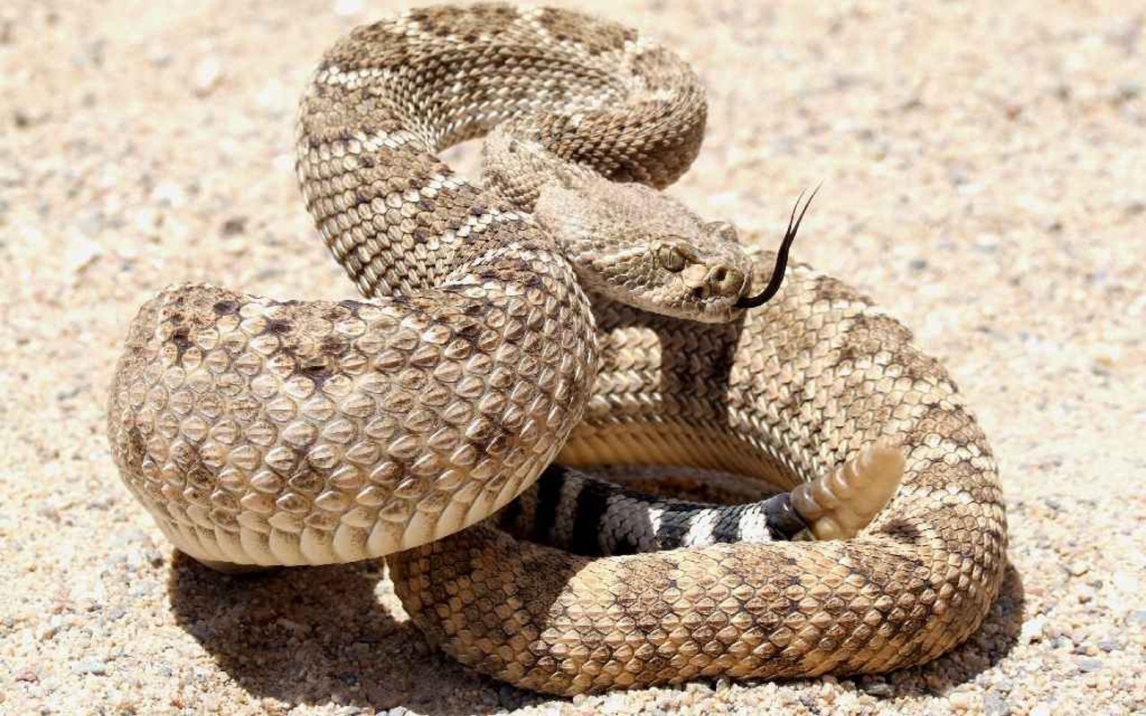 Rattle Snake Wallpaper And Background Image Id