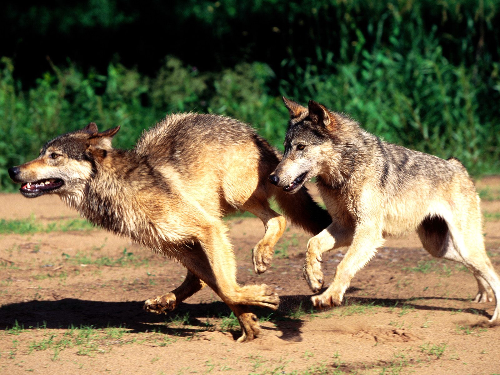 Two Wolves Predator Running Wallpaper Me