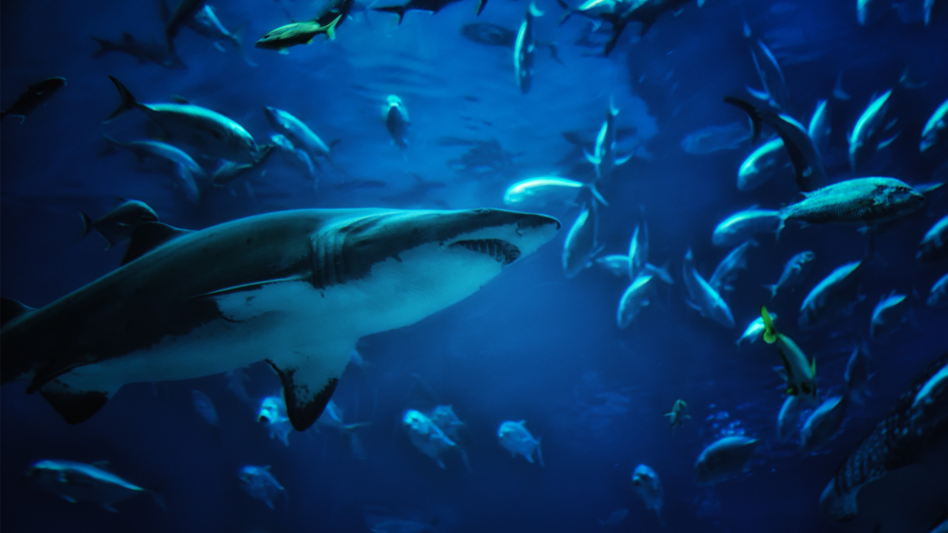 Shark Wallpaper