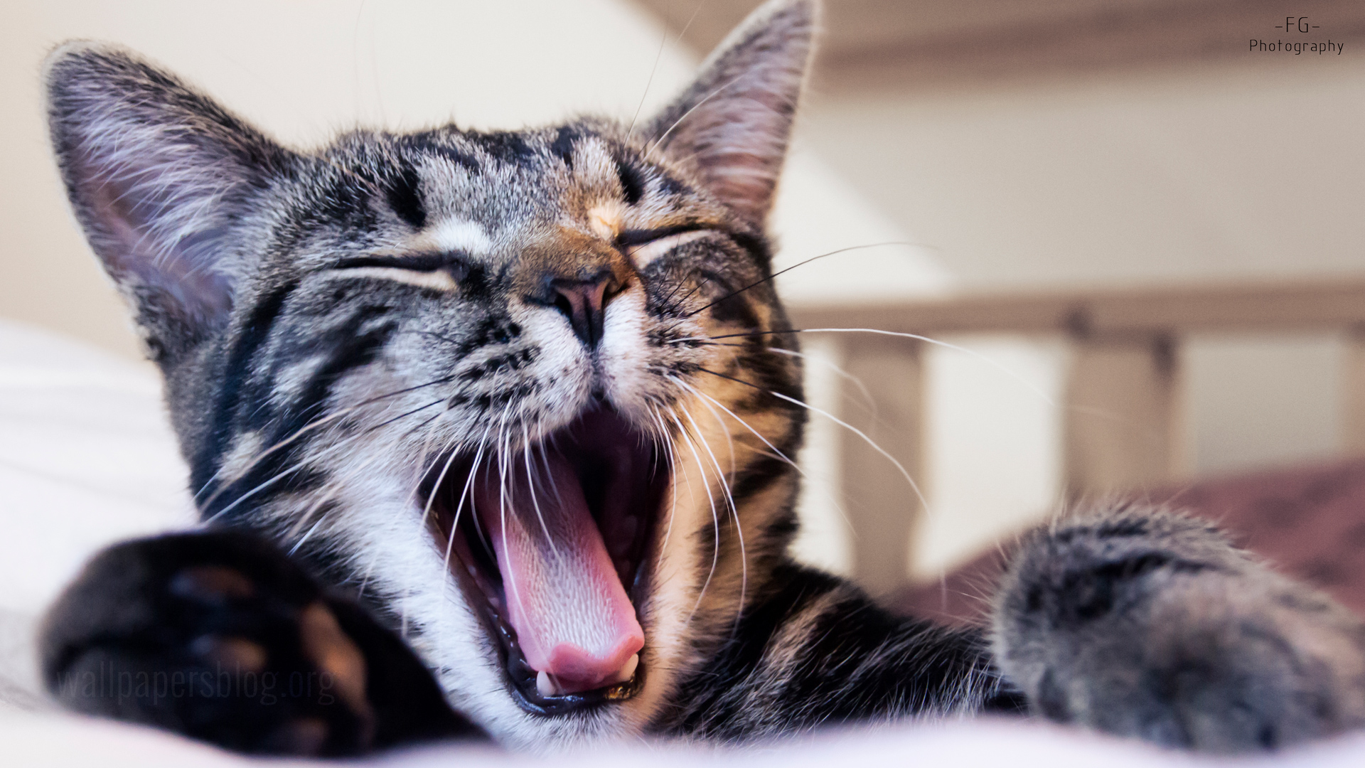 Cat yawning full hd 1080p wallpaper desktop background 1920x1080