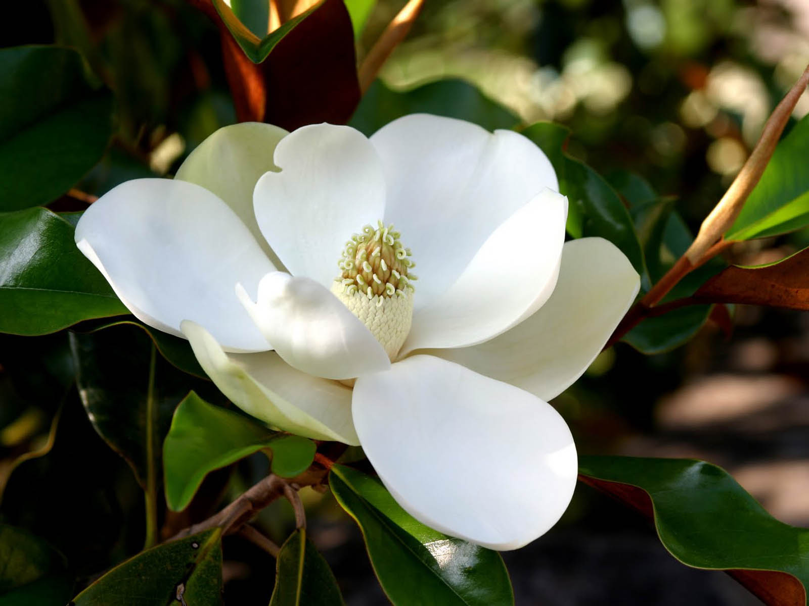 Southern Magnolia Flower Wallpaper Background Photos Pictures