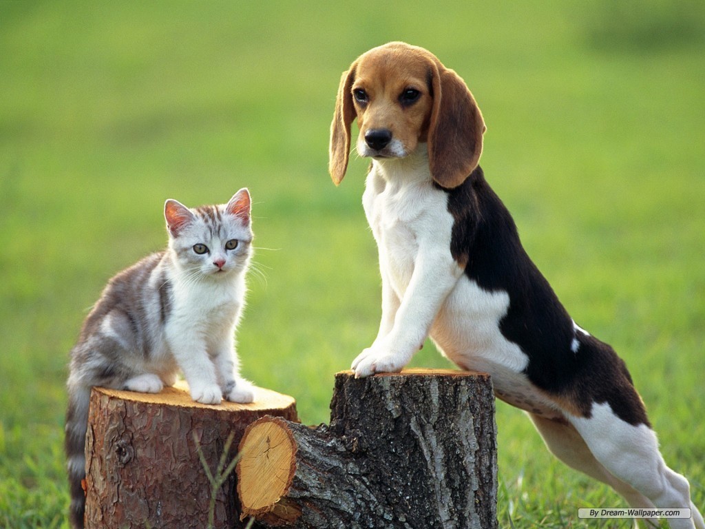 Beagle Dog Wallpaper Image Amp Pictures Becuo