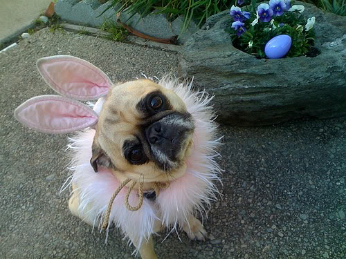 Fawn Easter Pug Graphics Pictures Image For Myspace Layouts