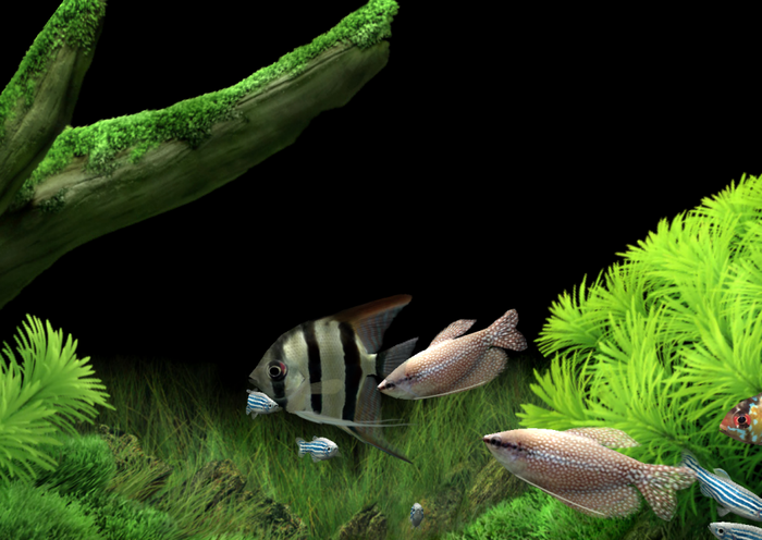 Dream Aquarium Screensaver Afbeeldingen En Video S