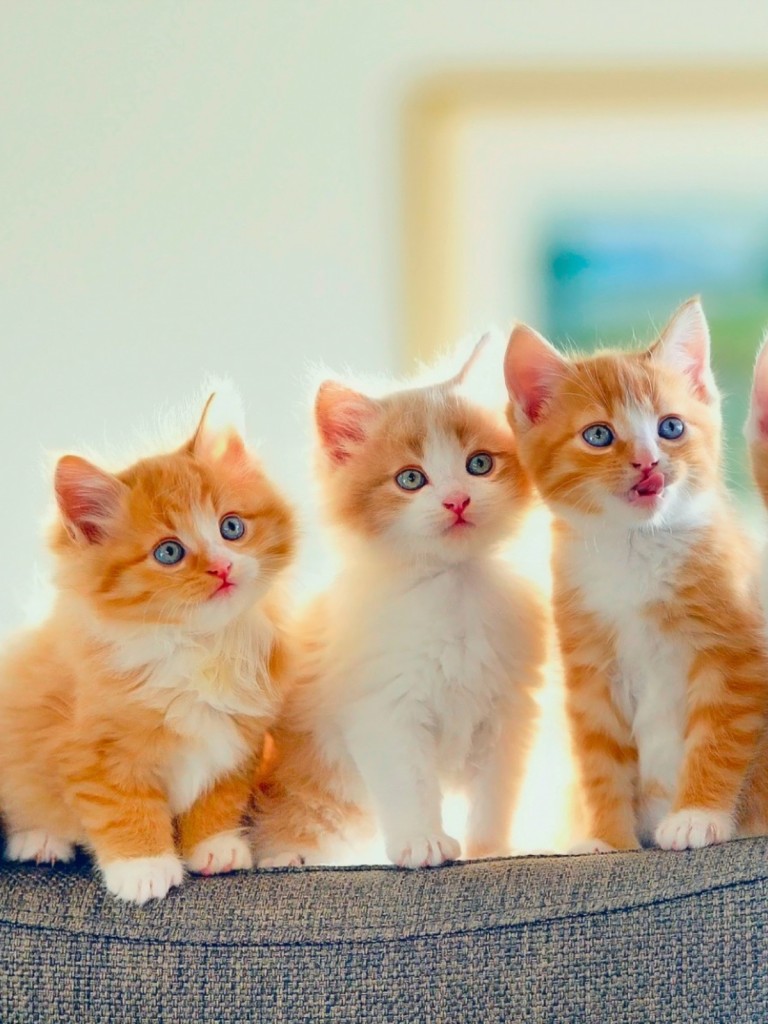 Cute Kittens HD Wallpaper