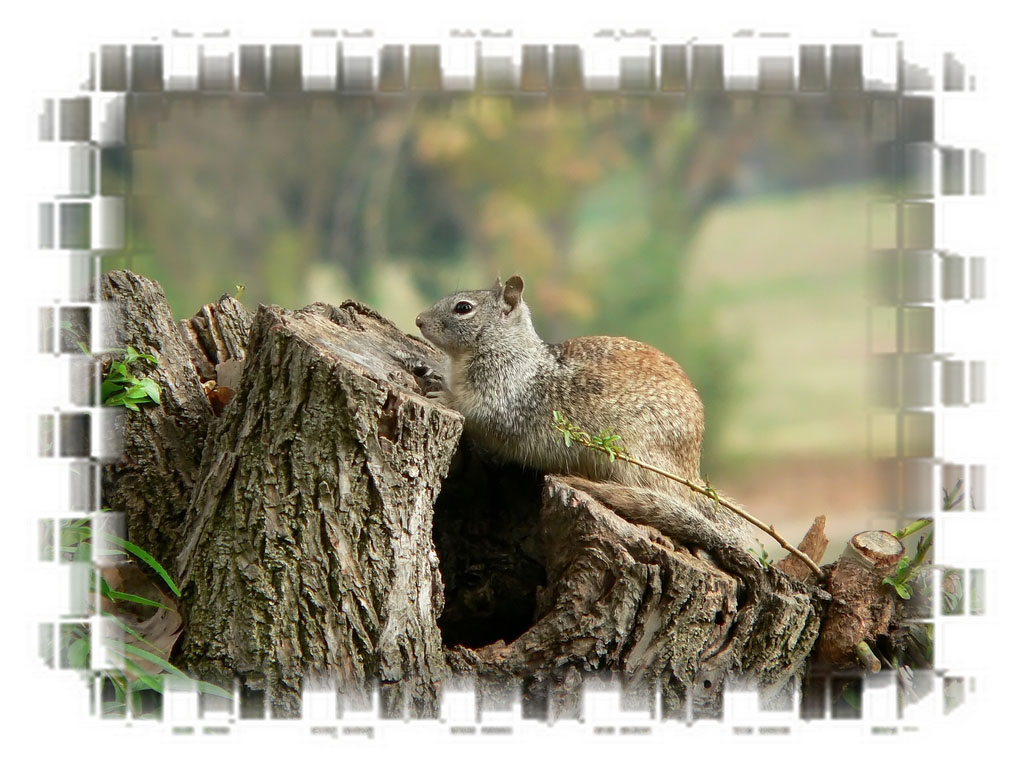 Free Download Scary Squirrel World Free Squirrel Clip Art Wallpaper Calendar 1024x768 For Your Desktop Mobile Tablet Explore 48 Screensavers And Wallpaper Squirrels Wallpapers For Desktop Microsoft Wallpaper And