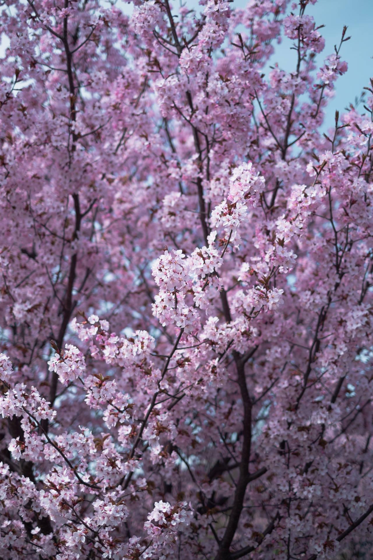 Pink Cherry Blossom iPhone Pro 4k Wallpaper