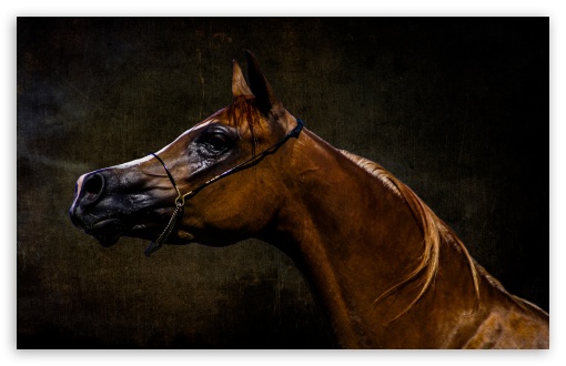 Arabian Horse HD Desktop Wallpaper Widescreen High Definition