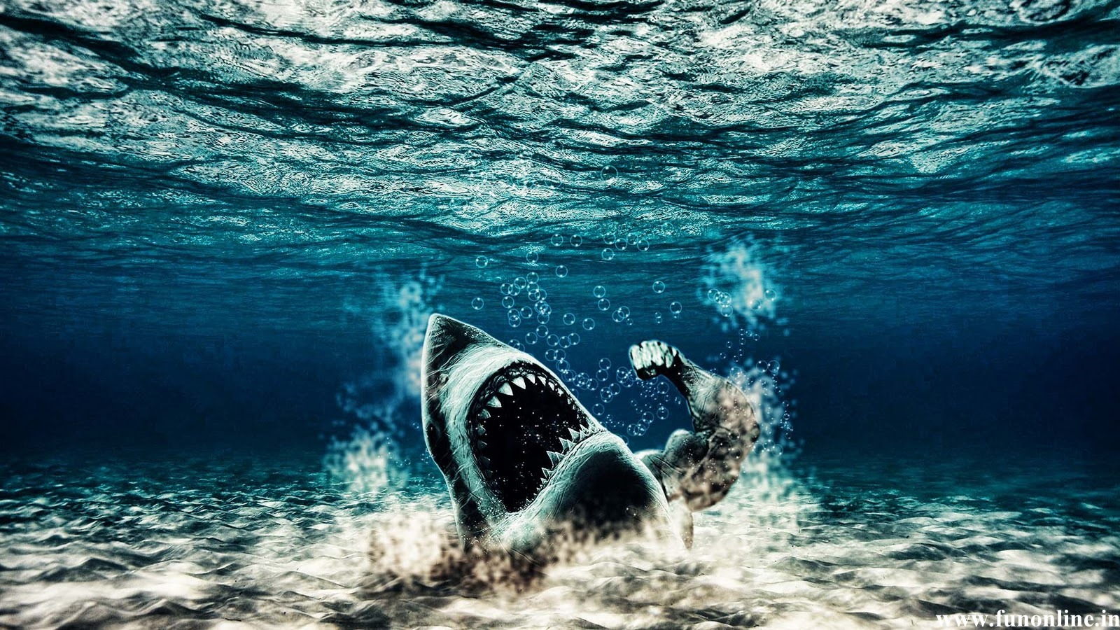 Awesome Funny Shark HD Wallpaper - WallpaperSafari