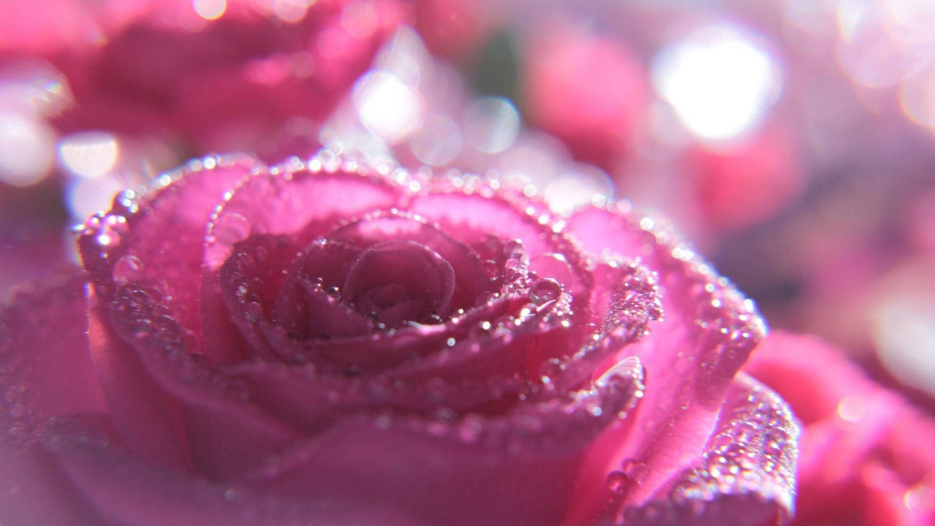 Pink Sparkle Wallpaper