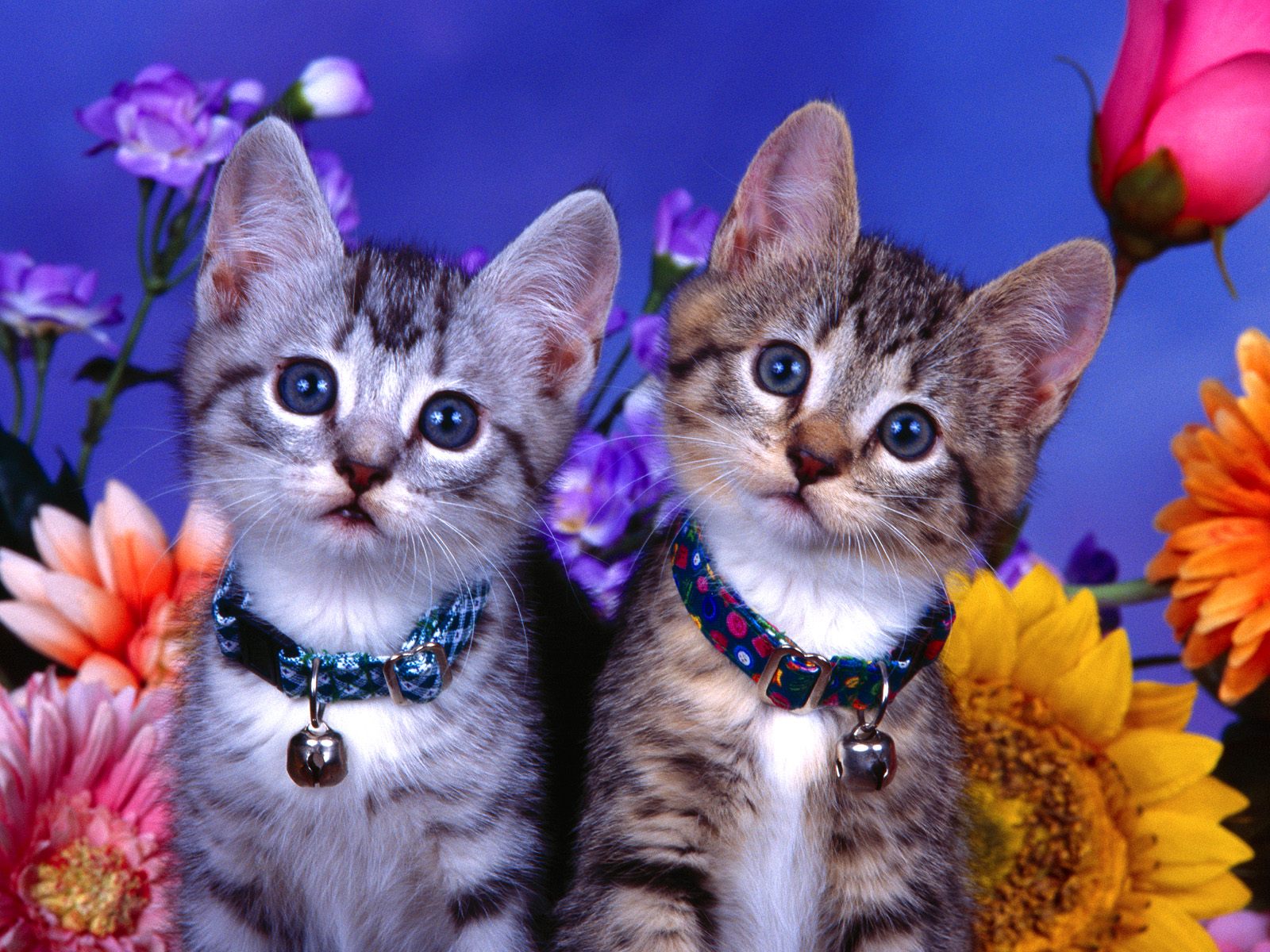 Two adorable kittens with blue eyes wearing collars with bells, surrounded by colorful flowers