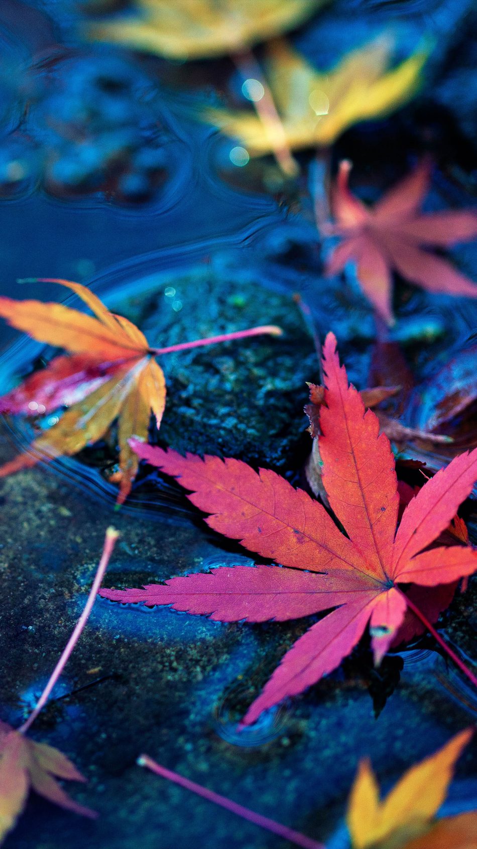 Maple Leaves Fall Autumn Water Pure 4k Ultra HD