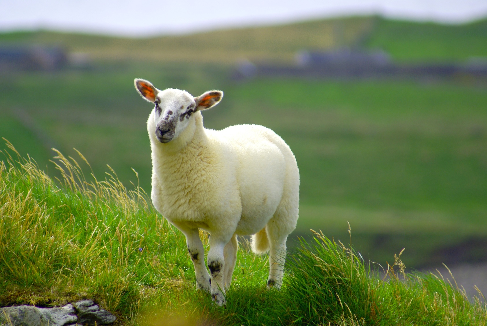 Ining Search Terms Lamb Wallpaper Lambs