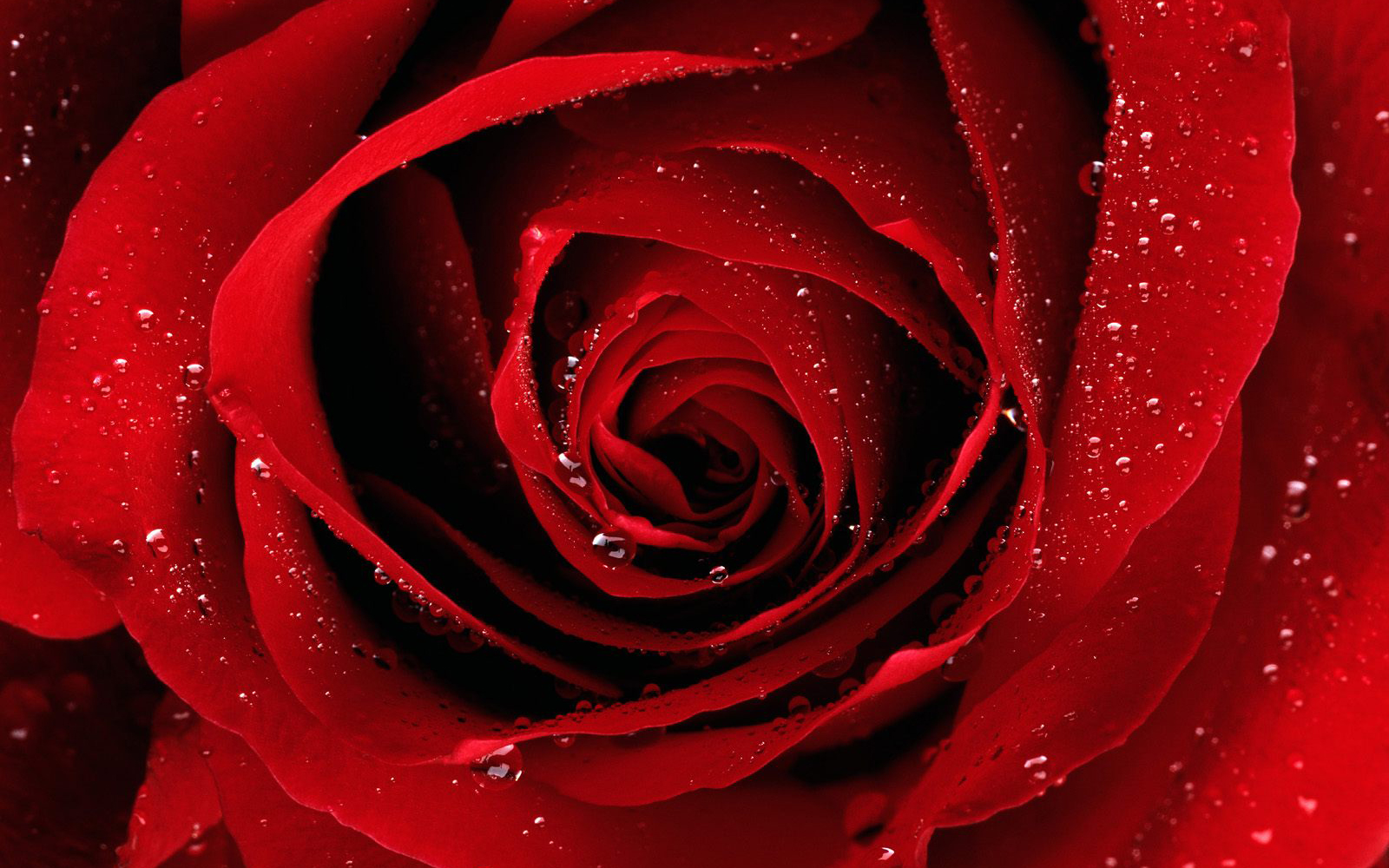 Cool Wallpaper Red Rose