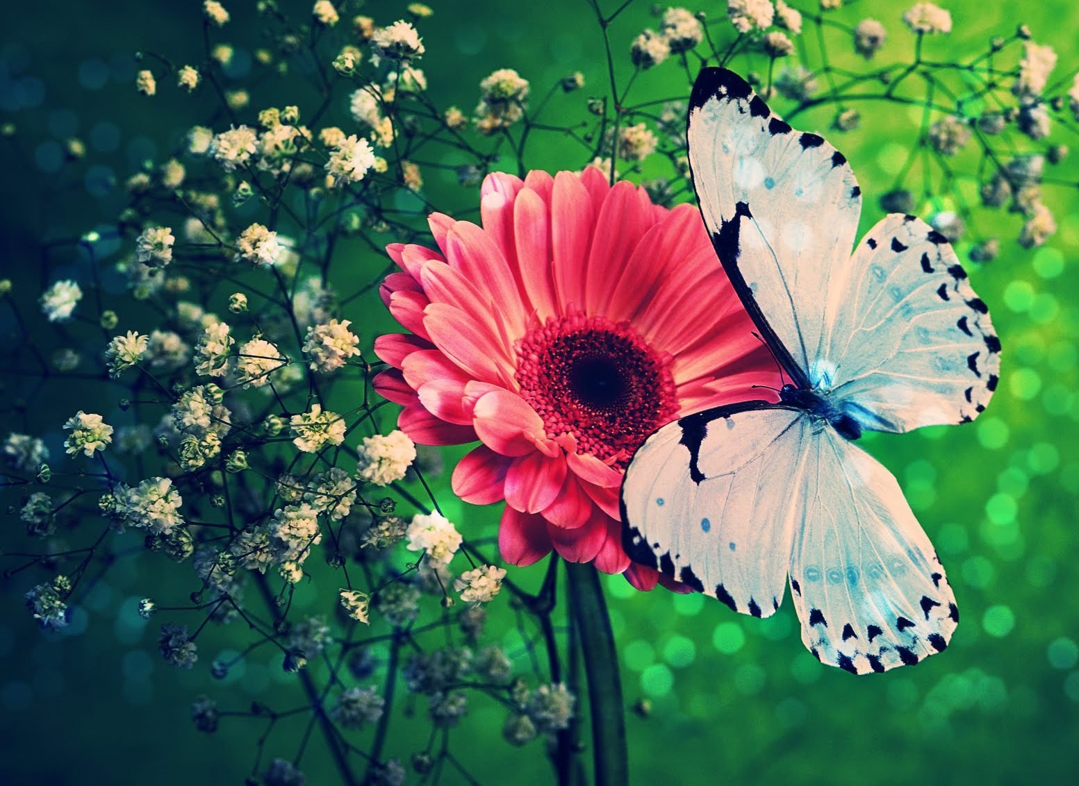 Best Colorful And Butterfly Wallpaper