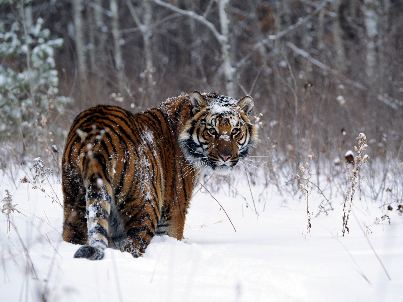 Tiger In Snow Wallpaper HD