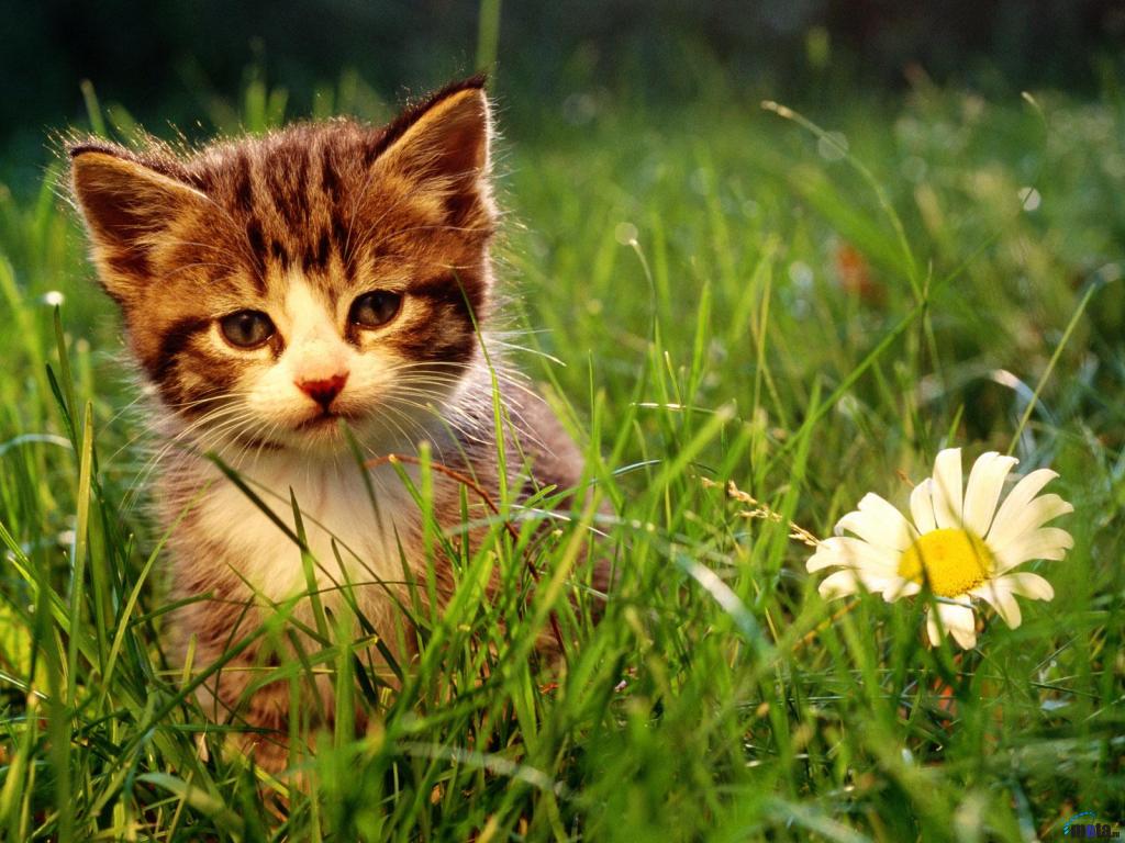 Screensavers Background Kitten Desktop Wallpaper For