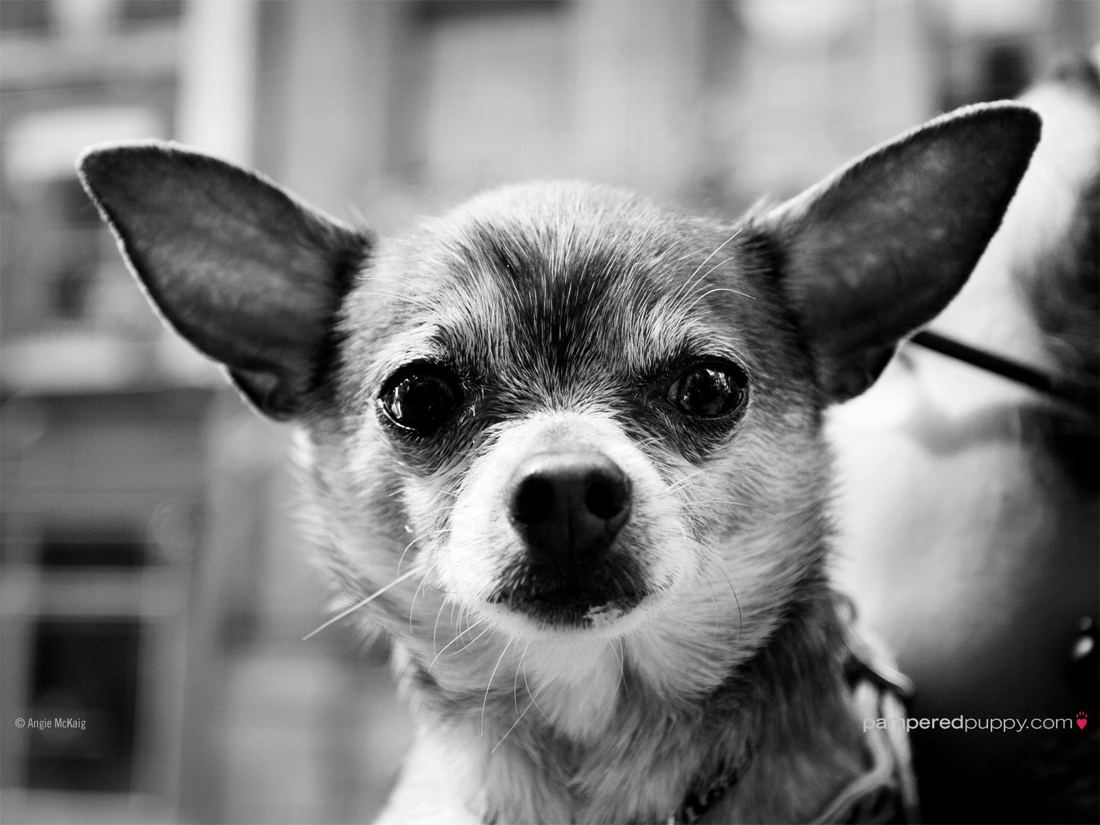 Black And White Dog Image Widescreen HD Wallpaper