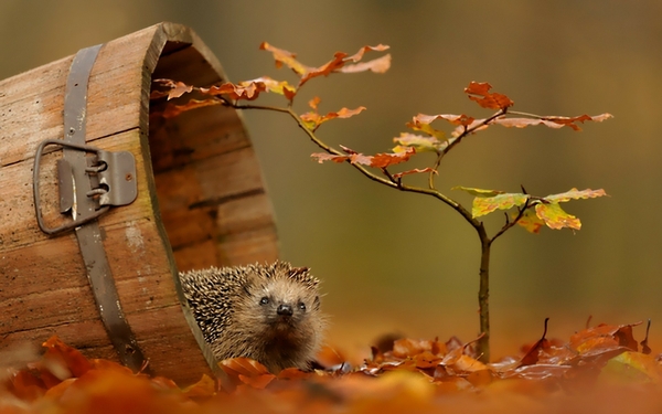 Autumn Animals Wildlife Wallpaper