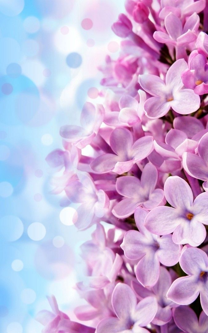 Lilac Flower Wallpaper iPhone Pink