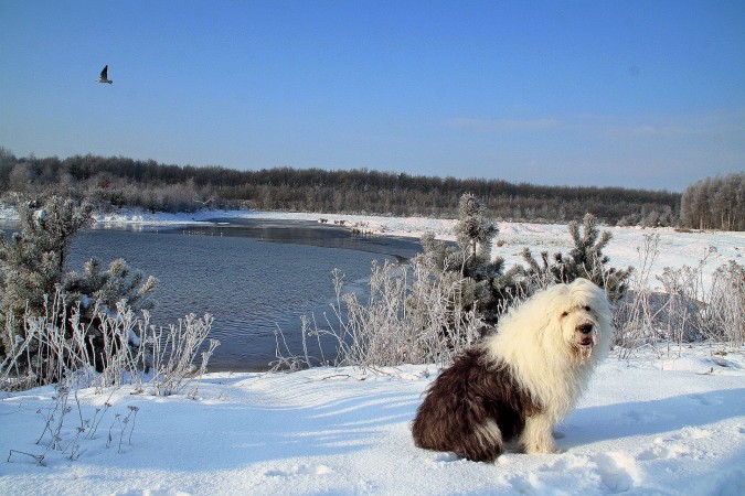 Old English Sheepdog in snow wallpaper