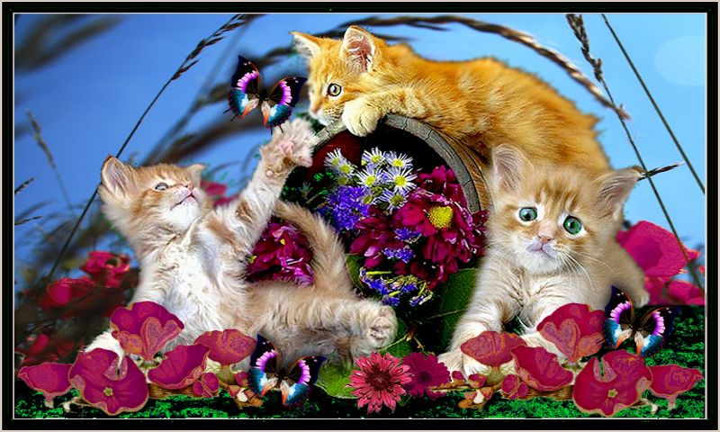 Summer Cats Wpc Wallpaper Background