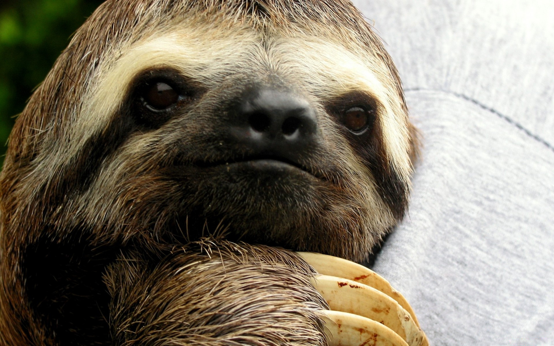 Sloth Wallpaper And Image Pictures Photos
