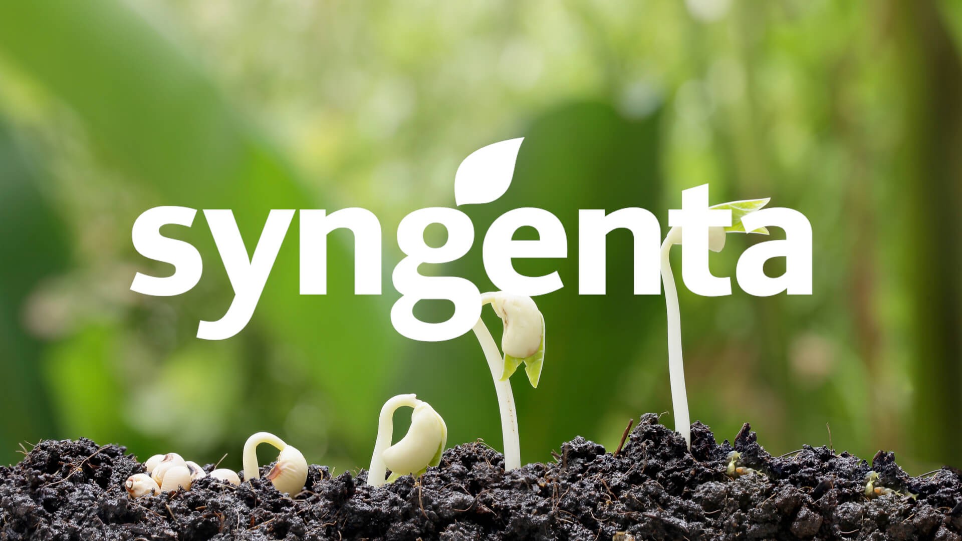 Discover How Syngenta Gets Pliant Easely And Quickly With Ifrs